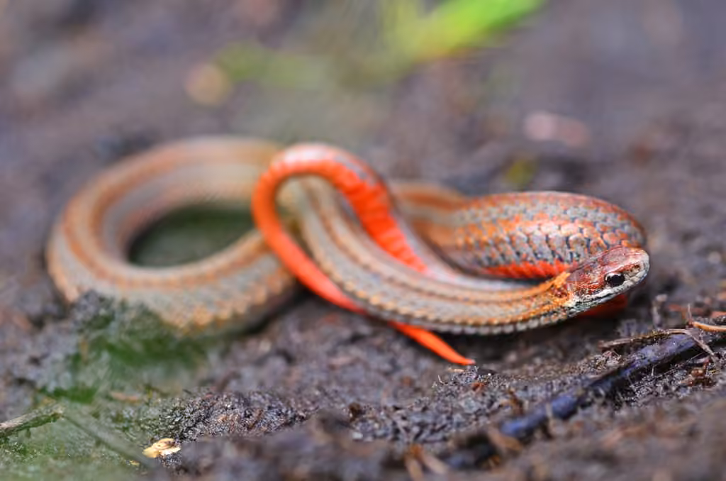 Red-bellied Snake
