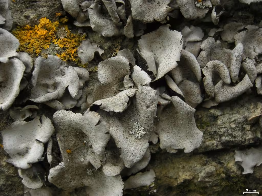 Moulins' silverskin lichen, photo 1 of 5
