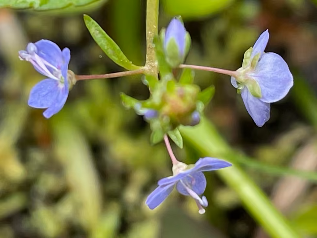 American speedwell, In flower