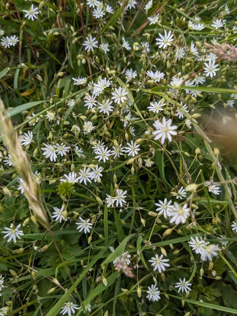 Grass-leaf starwort