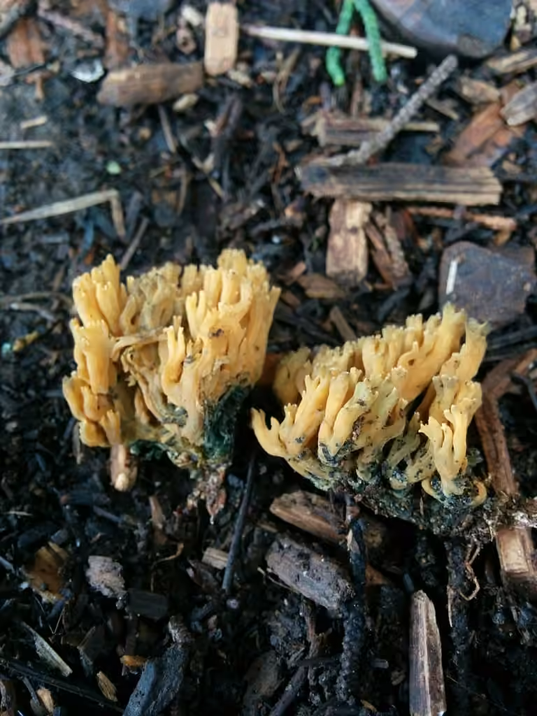 Green-staining Coral Mushroom, photo 3 of 5