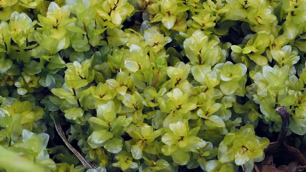 Grandleaf rhizomnium moss, photo 1 of 5