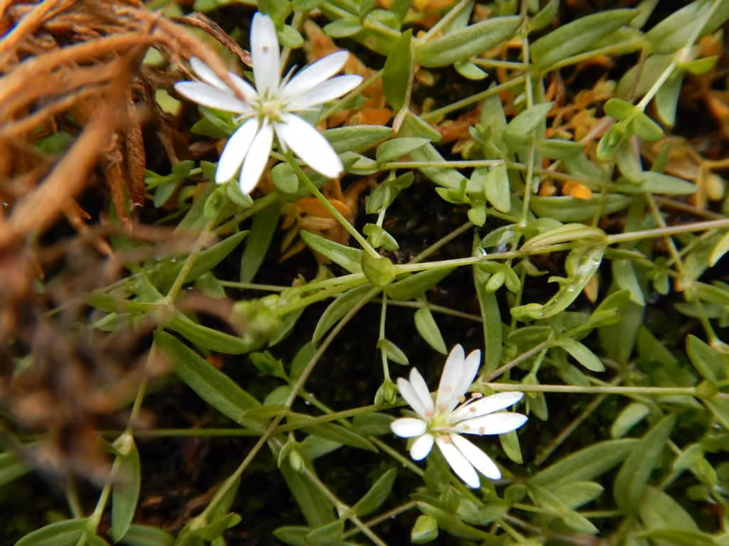 Fleshy starwort, photo 1 of 5