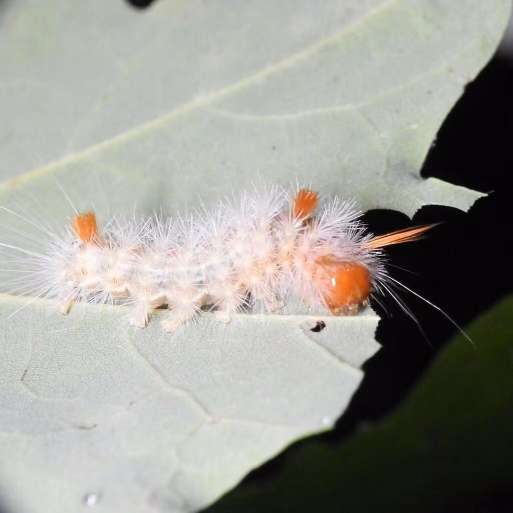 Close-banded Yellowhorn, Chenille