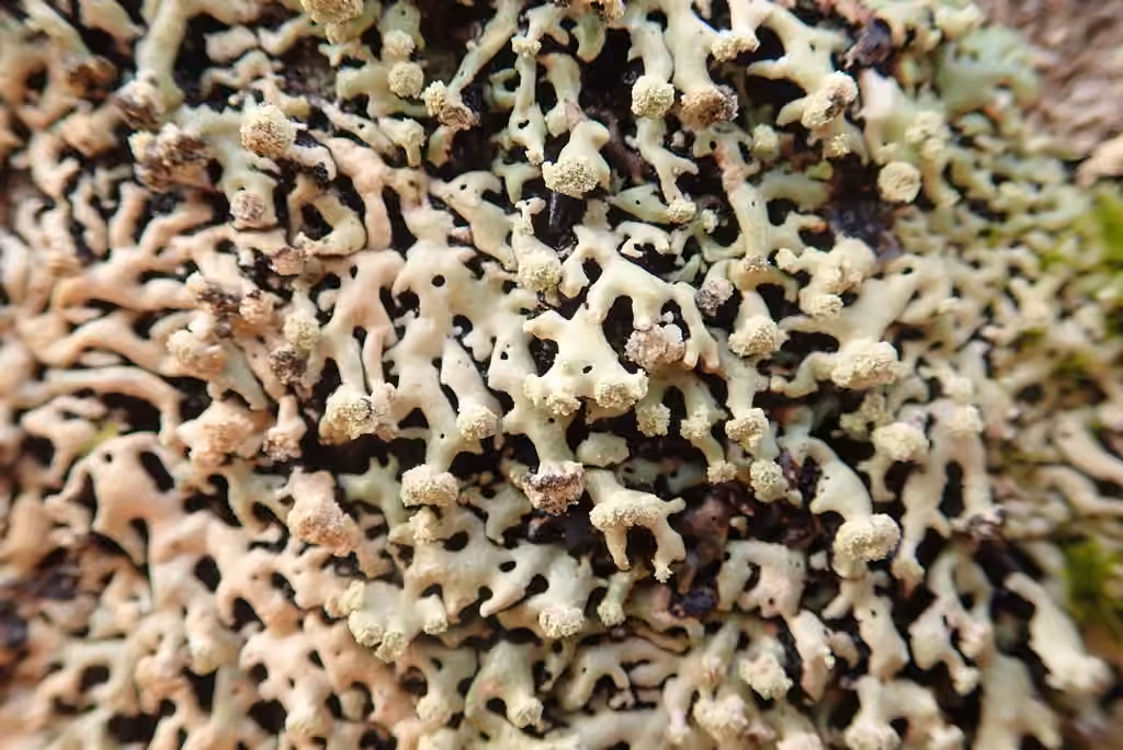Treeflute Lichen, photo 3 of 5