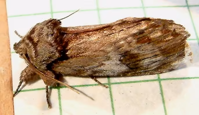 Red-washed Prominent, photo 3 of 5