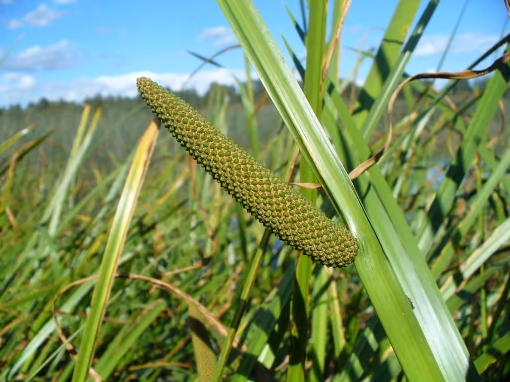 Calamus, In flower