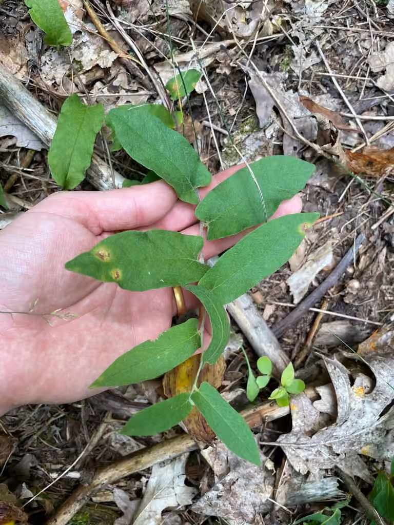 Low false bindweed
