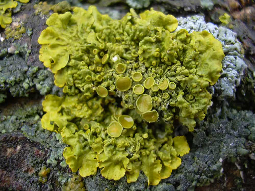 Common Orange Lichen, photo 3 of 5