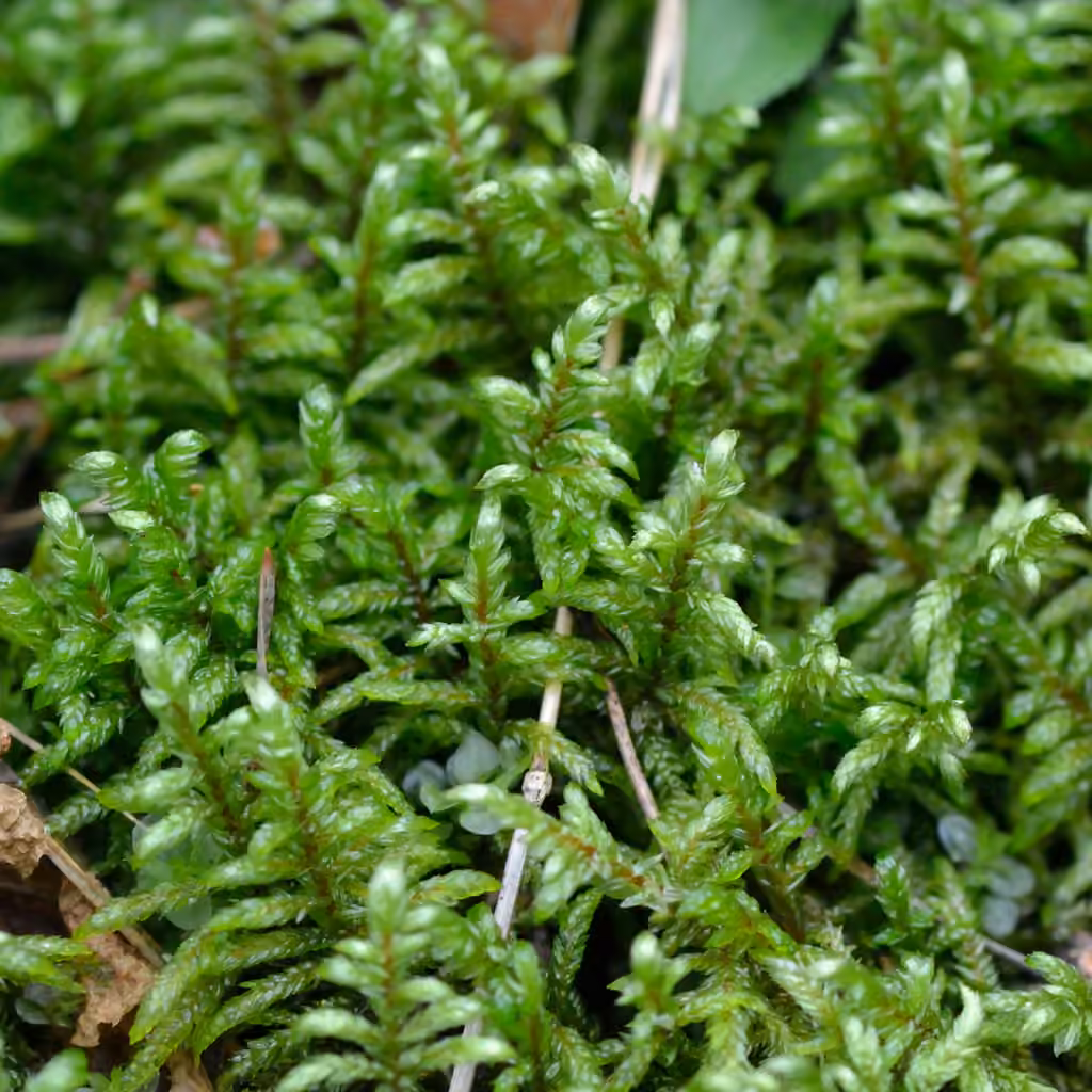 Schreber's big red stem moss