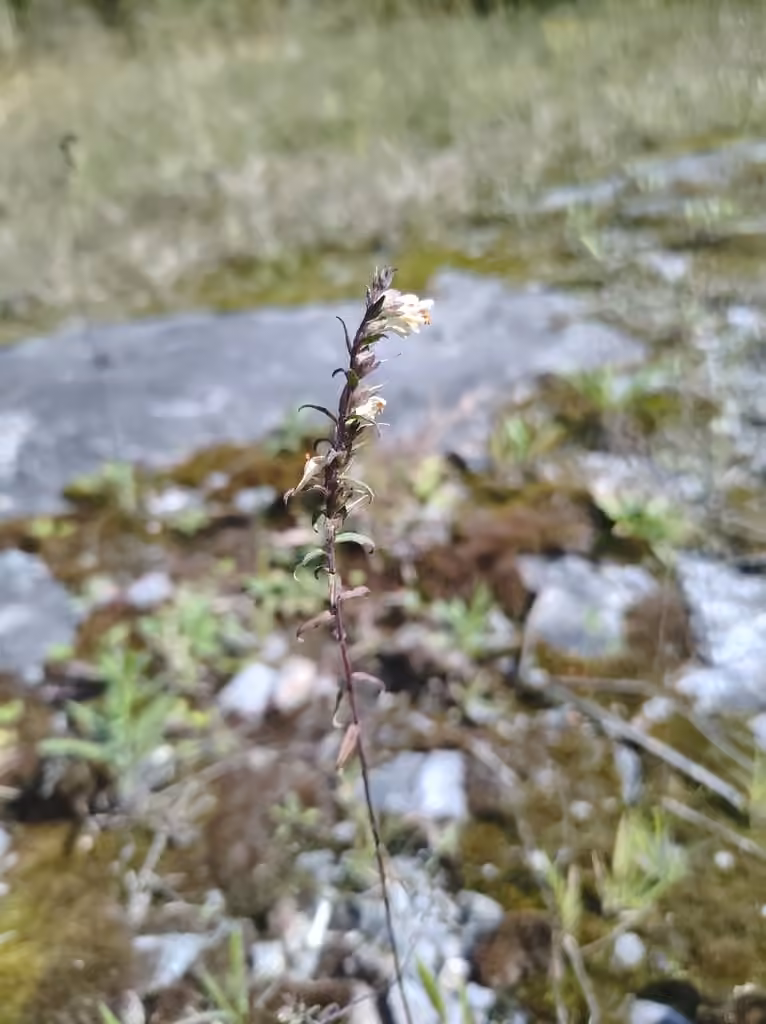 Odontite de Jaubert, photo 1 sur 5