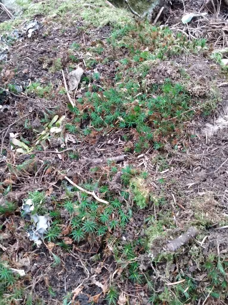 Eastern Haircap Moss, photo 3 of 5