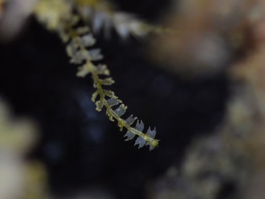 Lesser Crestwort, photo 2 of 5