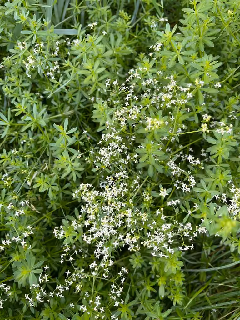 False baby's breath