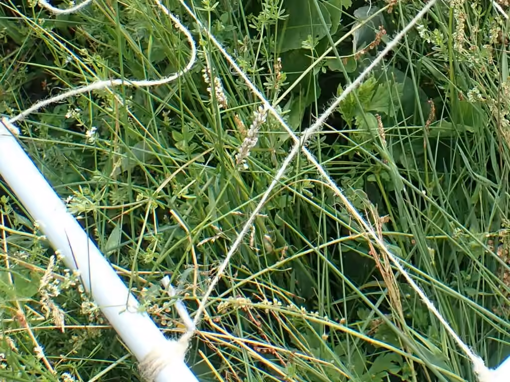 Common Bistort, In fruit