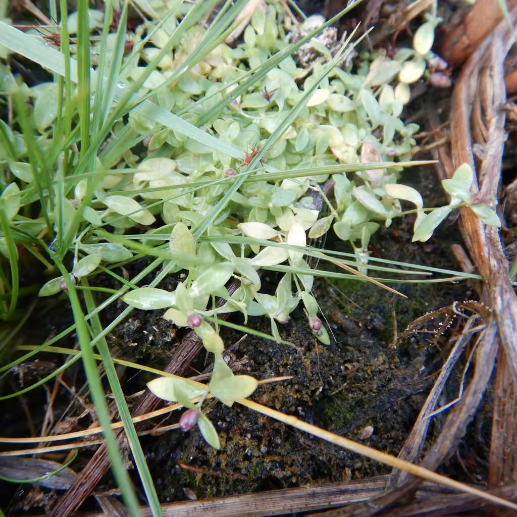 Fleshy starwort, In fruit