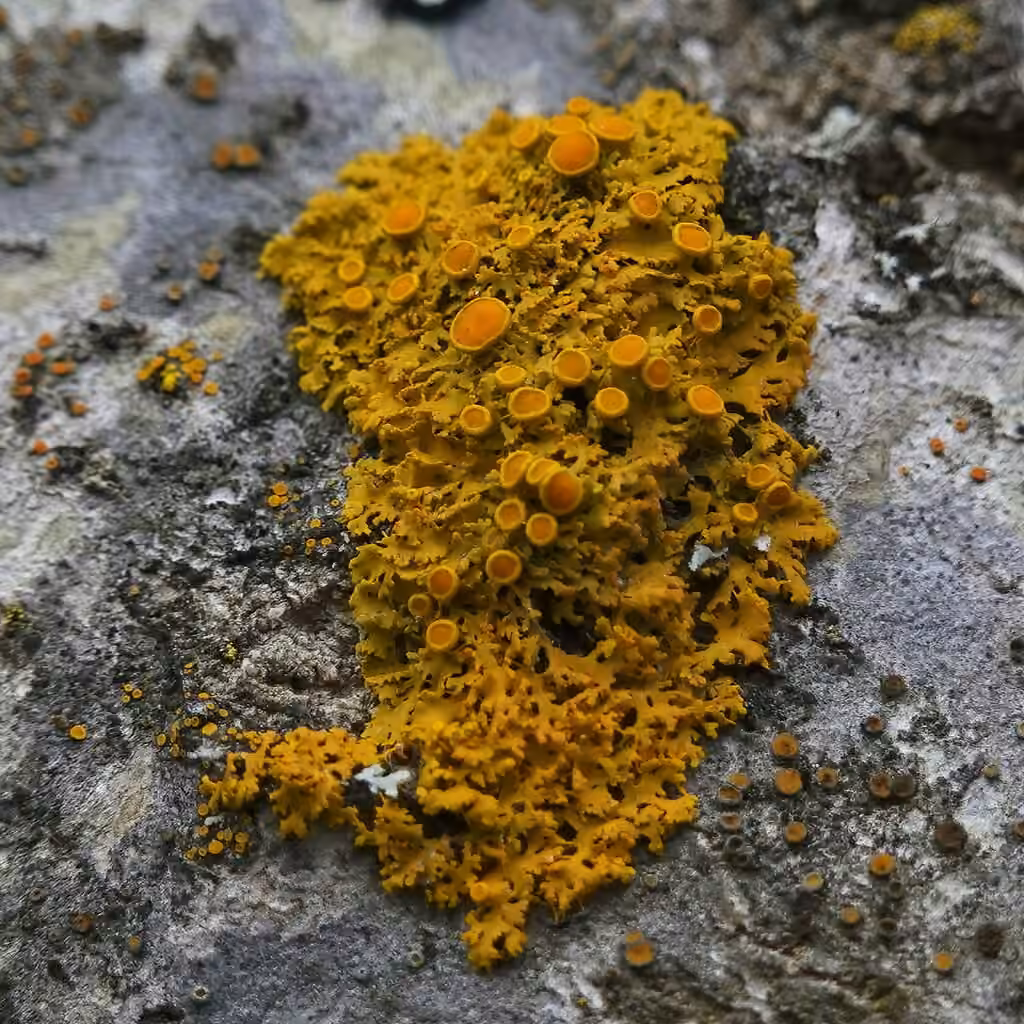 Poplar Sunburst Lichen, photo 3 of 5