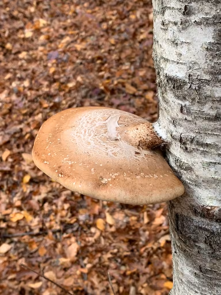 Brown Cubical Rot of Birch, photo 1 of 5