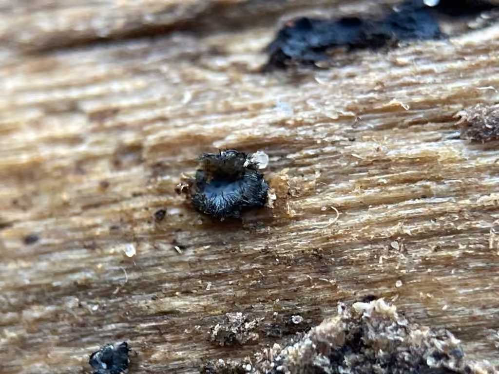 Pseudolachnea hispidula