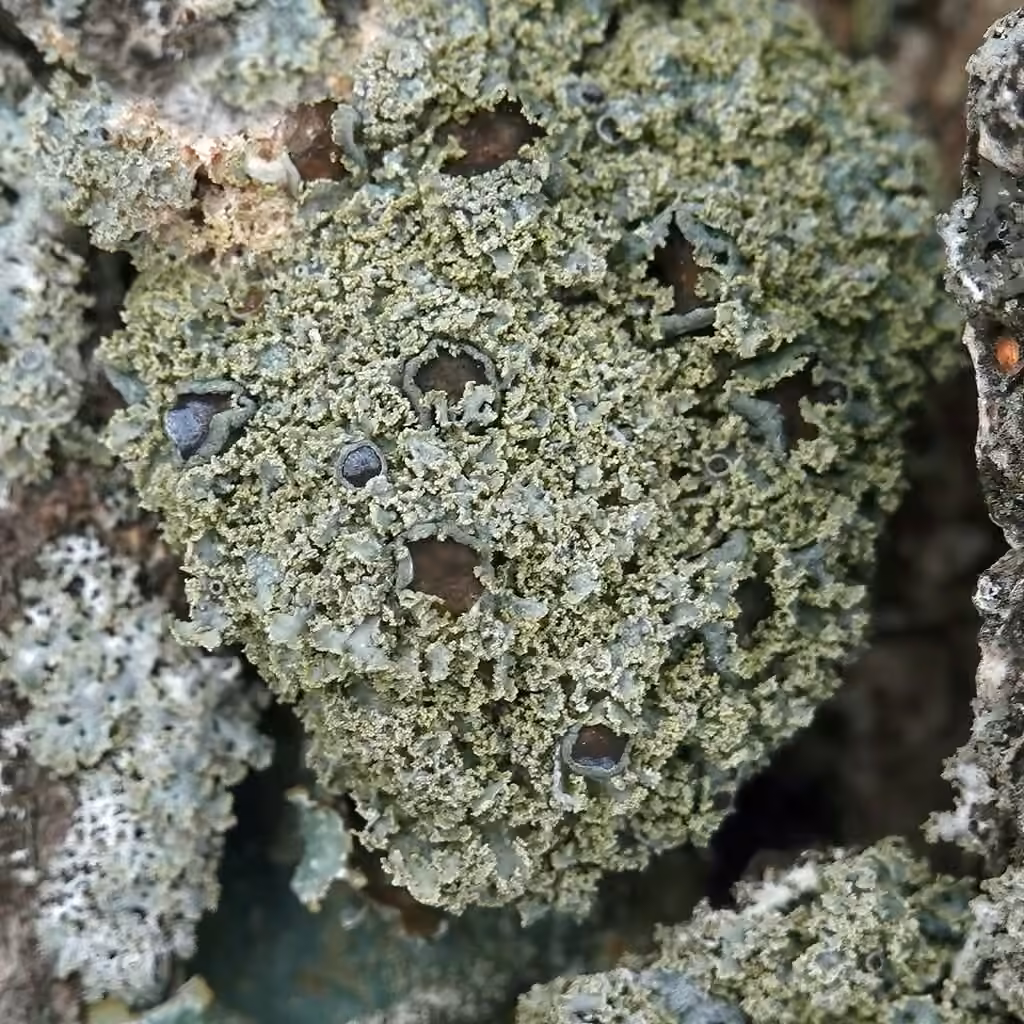 Mealy Rosette Lichen