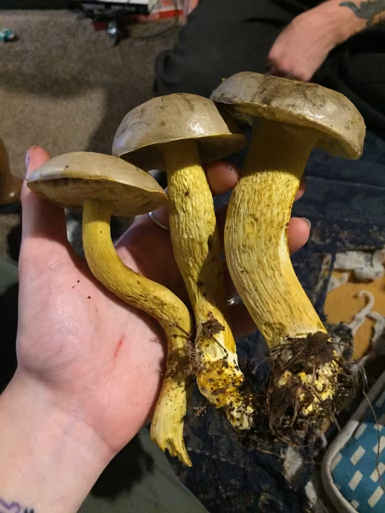 Ornate-stalked bolete, photo 2 of 5