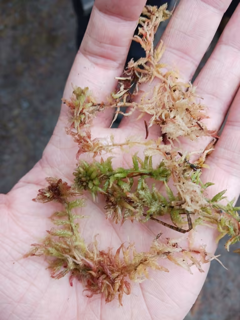 Divine Bogmoss, photo 3 of 5