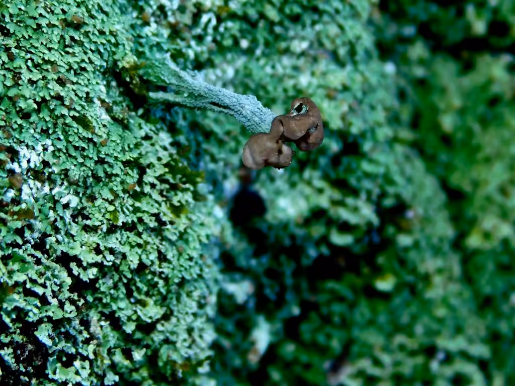 Turban cup lichen, photo 2 of 5