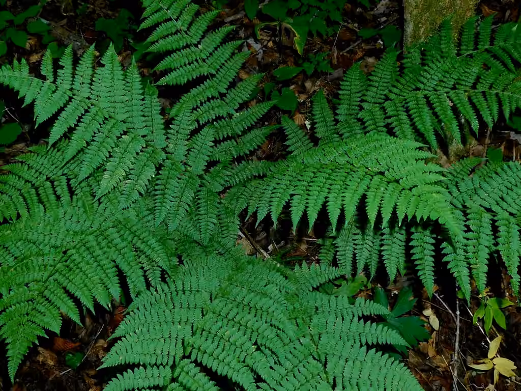 Intermediate woodfern