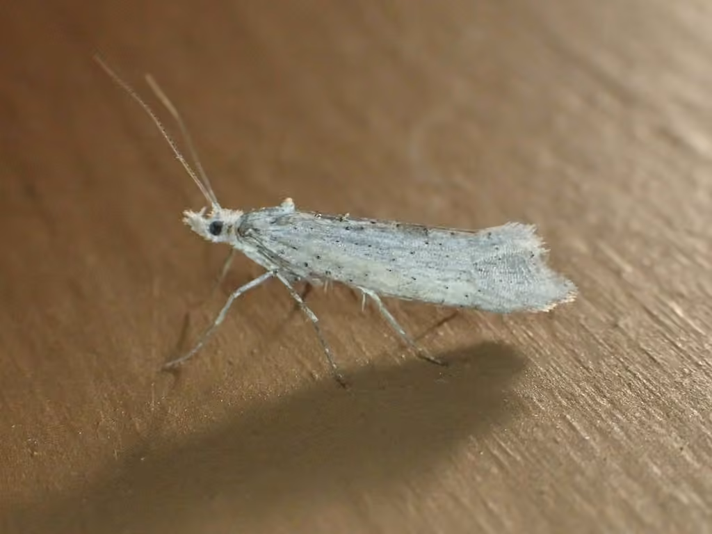 Ypsolopha falciferella