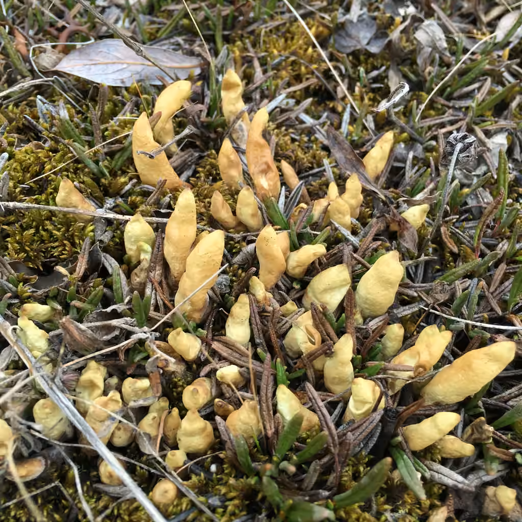 Arctic Butterfingers Lichen, photo 1 of 5