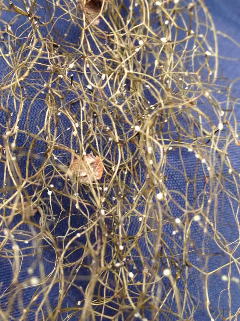 Pale-footed Horsehair Lichen, photo 2 of 5