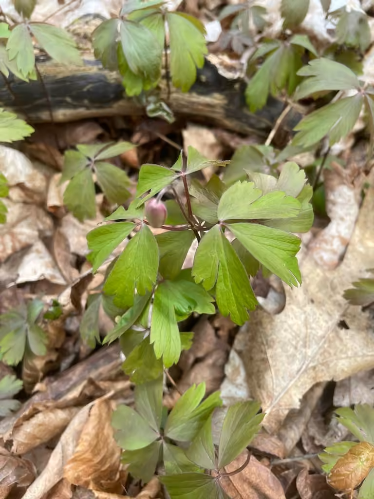 Wood Anemone, Flower buds