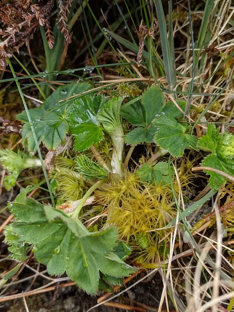 Alchémille glabre