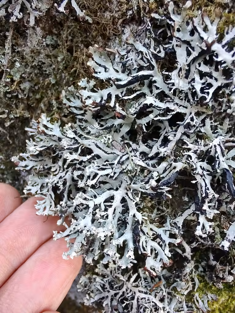 Brownish Monk's-hood Lichen, photo 2 of 5