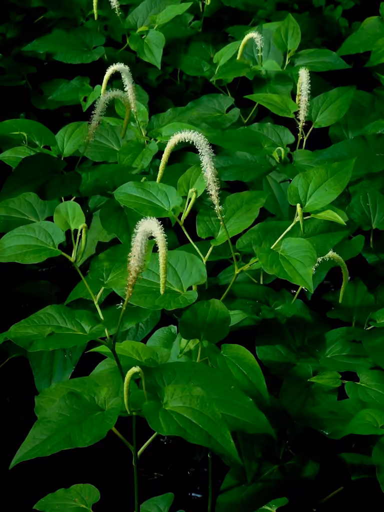 Lizard's tail