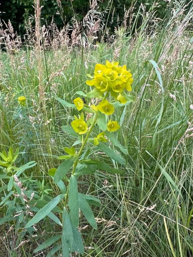 Leafy spurge, In flower