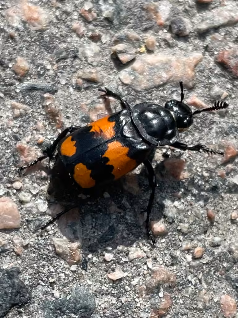 Boreal Burying Beetle, photo 1 of 5