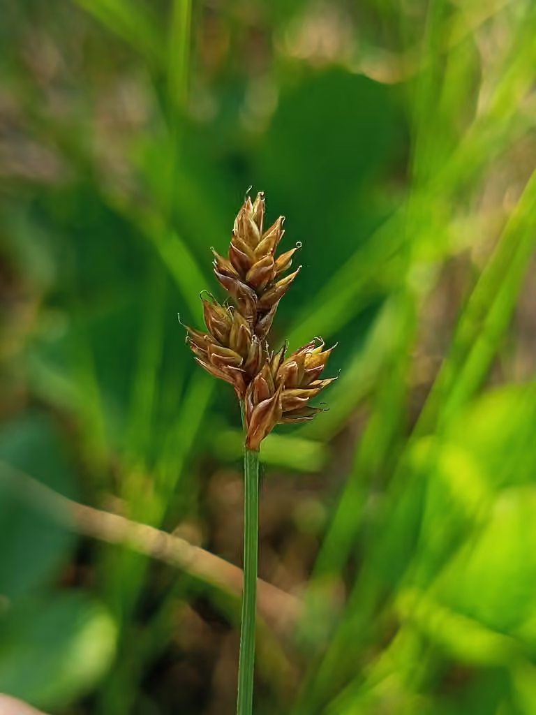 Carex des tourbières, En fruits