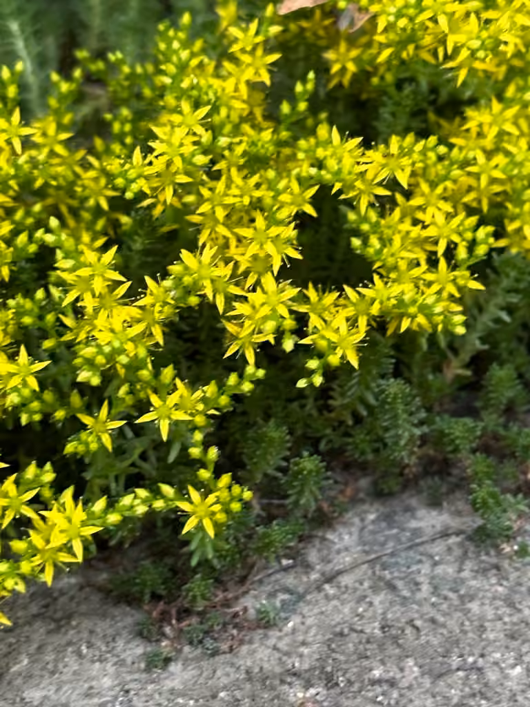 Tasteless stonecrop, In flower