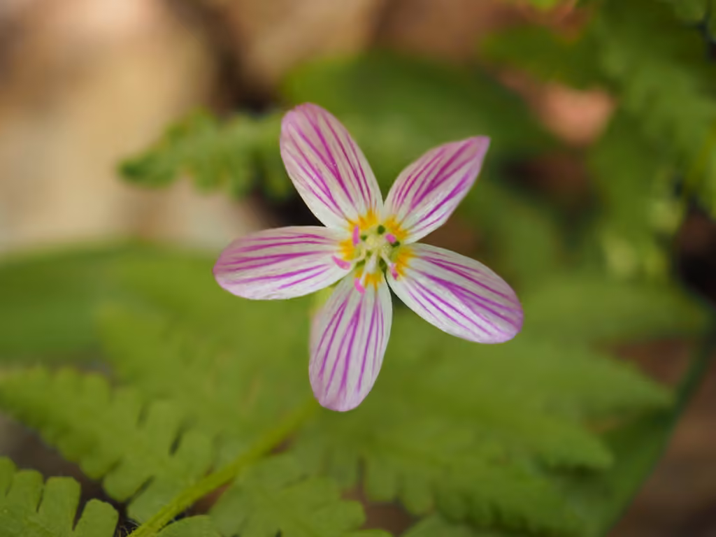 Claytonie de Caroline, En fleurs