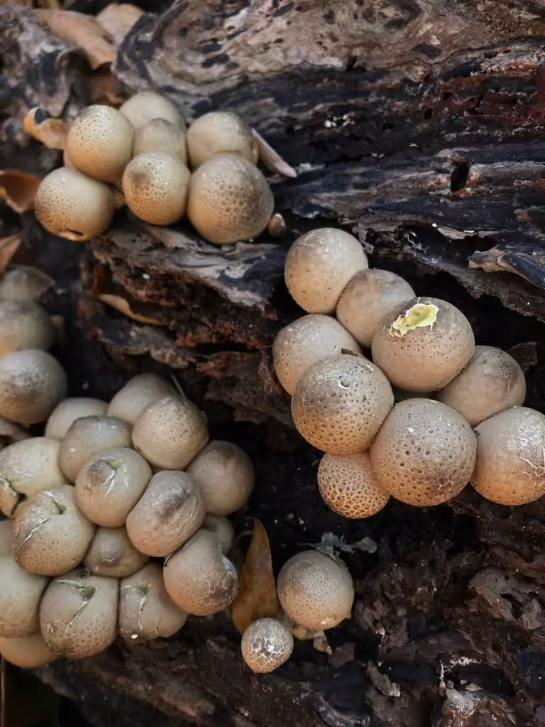 Pear-shaped Puffball