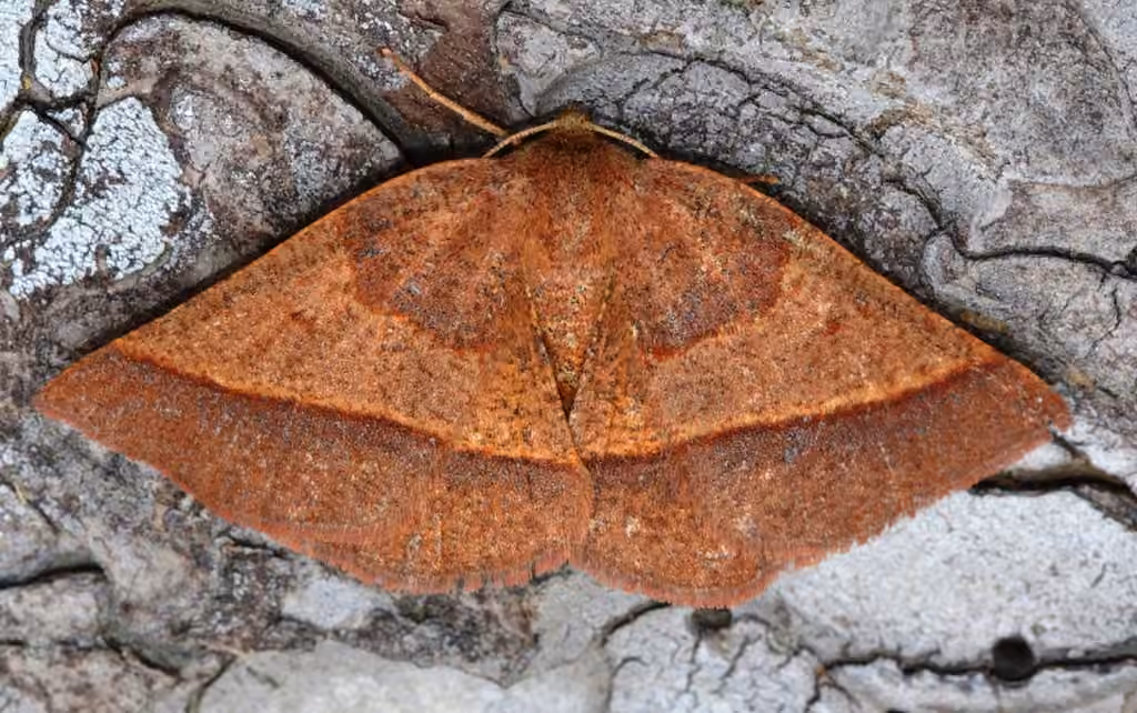 Yellow-washed Metarranthis Moth, photo 2 of 5