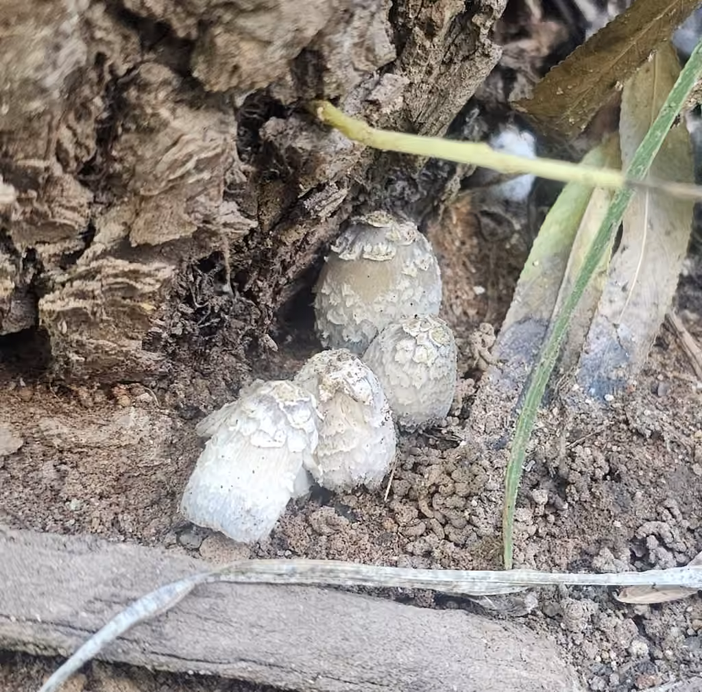 Feltscale inky cap