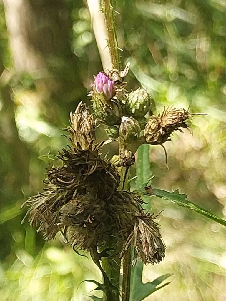 Marsh thistle, In fruit