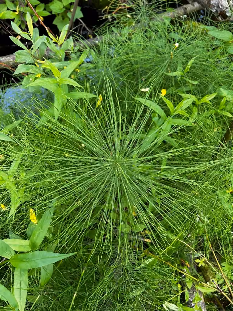 Field horsetail, photo 2 of 5