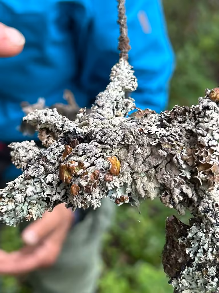 Varnished Tube Lichen, photo 2 of 5