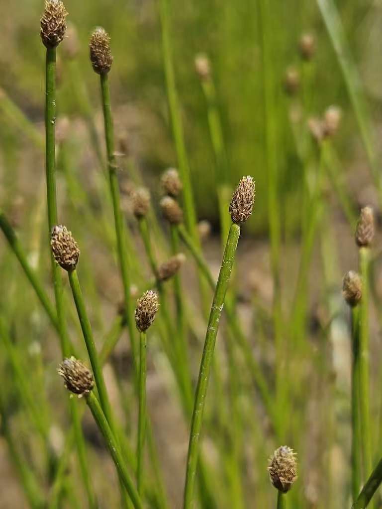 Ovate spikerush, photo 1 of 5