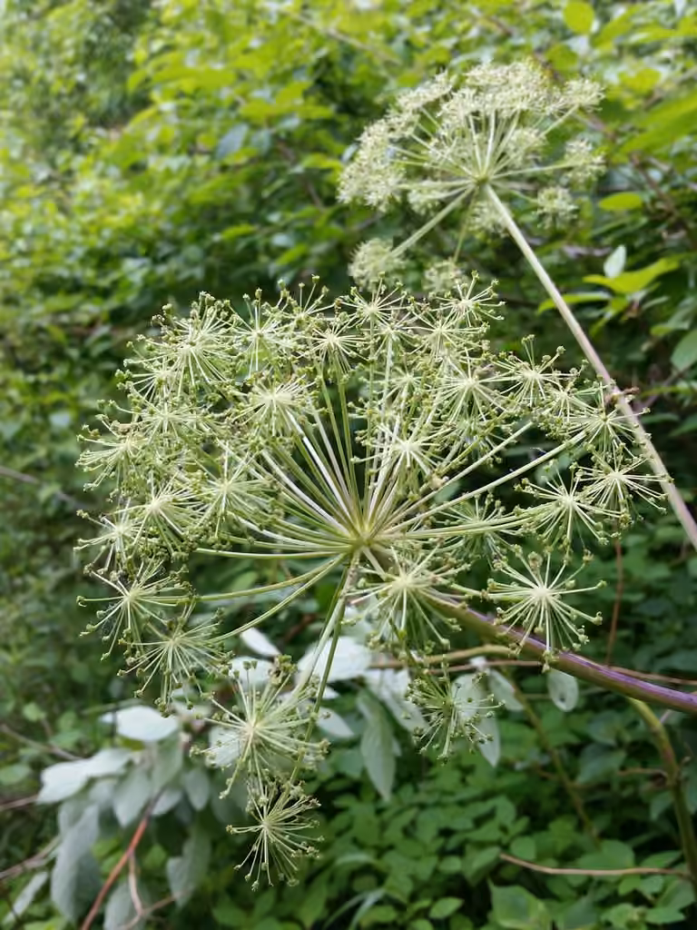 Angélique pourpre, En fruits