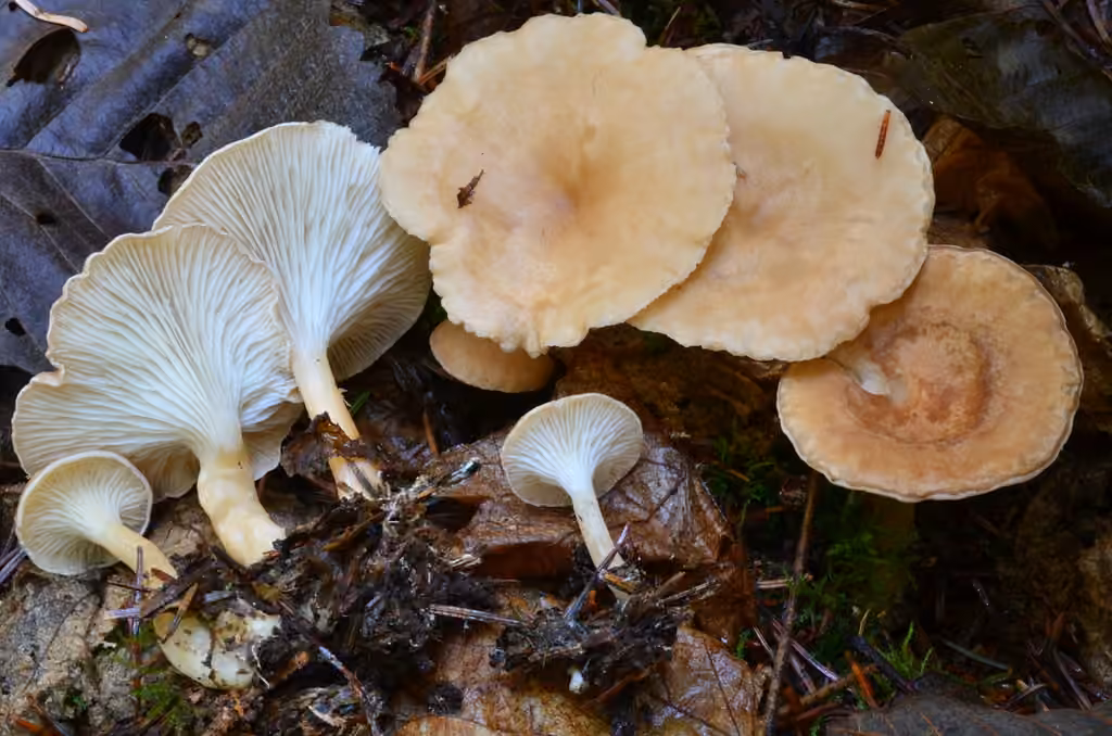 Clitocybe d'Amérique
