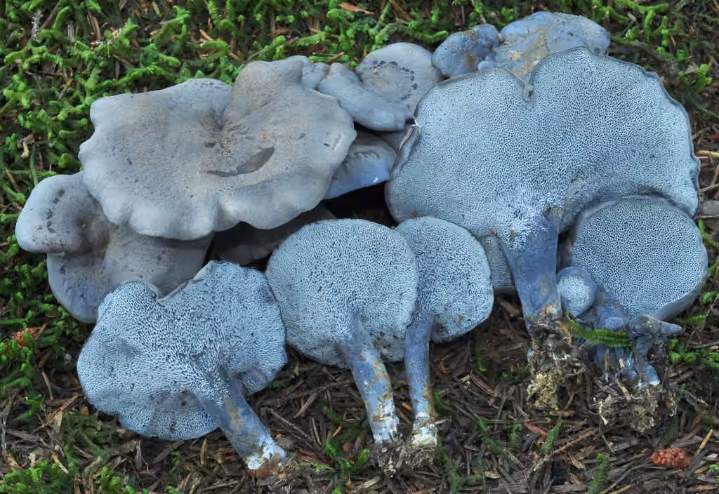Polypore à pores bleus, photo 1 sur 5